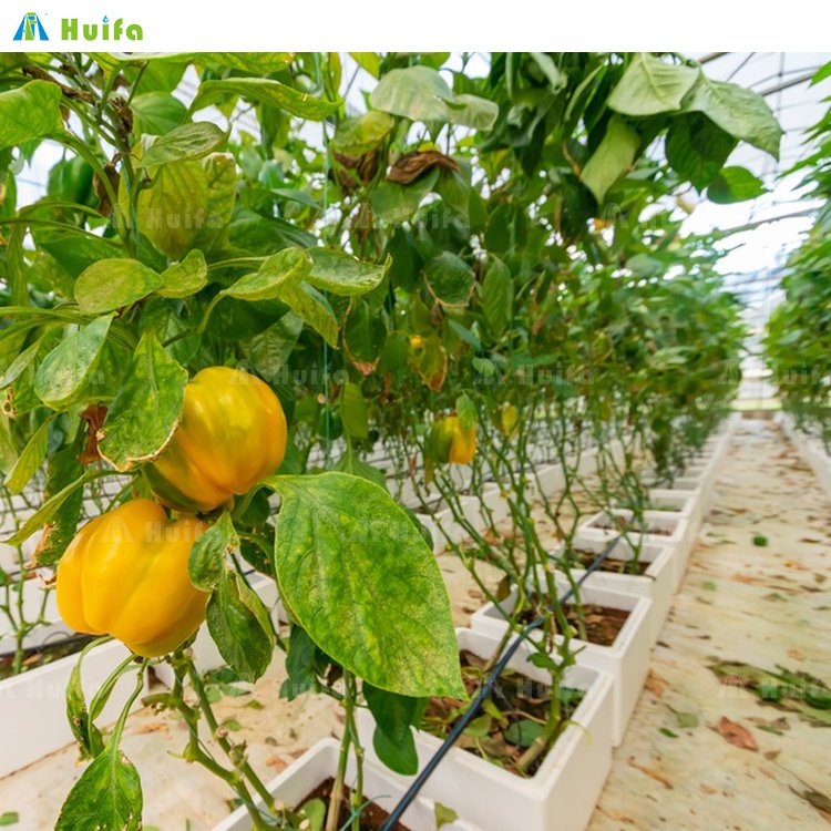 Film Plastic Tunnel Agricultural Greenhouse Singlespan Greenhouse For Sale