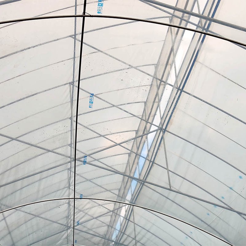 2024 New Product Low-Cost Hydroponic Greenhouse Growing Systems Custom Orders with MOQ for Agriculture