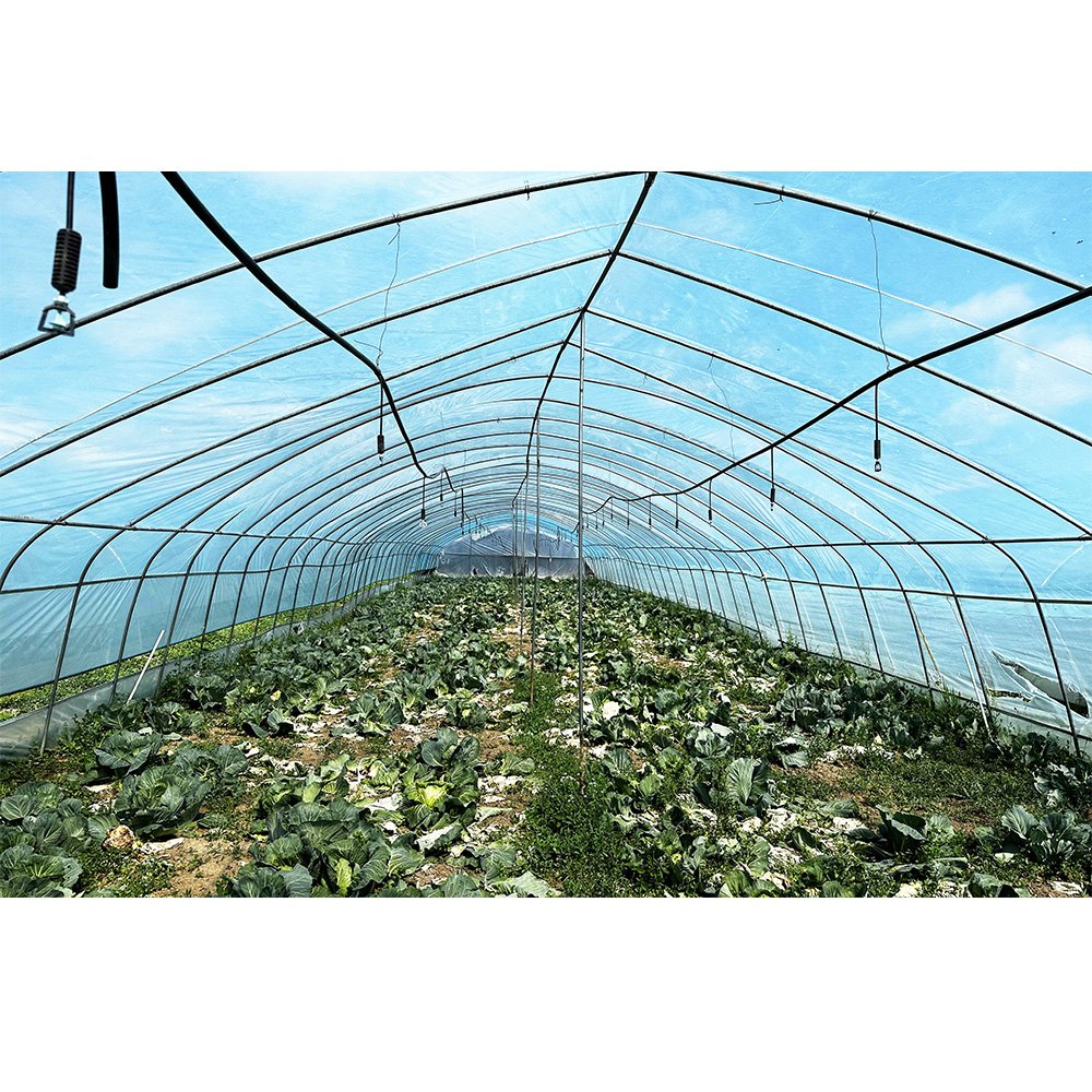 Agricultural Poly high tunnel agriculture Tomato Greenhouse For Sale