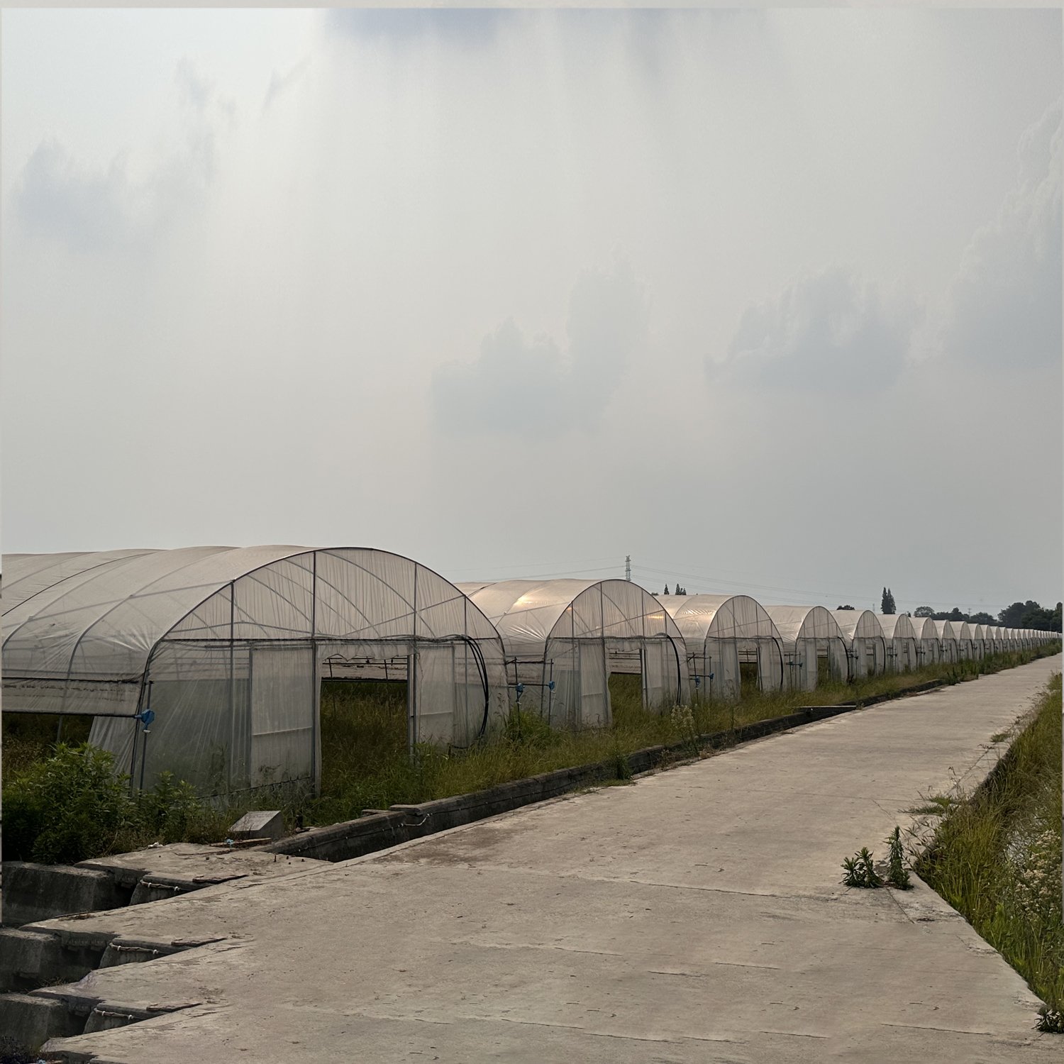 Agricultural Poly high tunnel agriculture Tomato Greenhouse For Sale