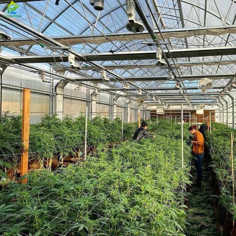 Medical/mushroom growing agricultural greenhouses Hemp Automatic blackout greenhouse with hydroponics system for sale