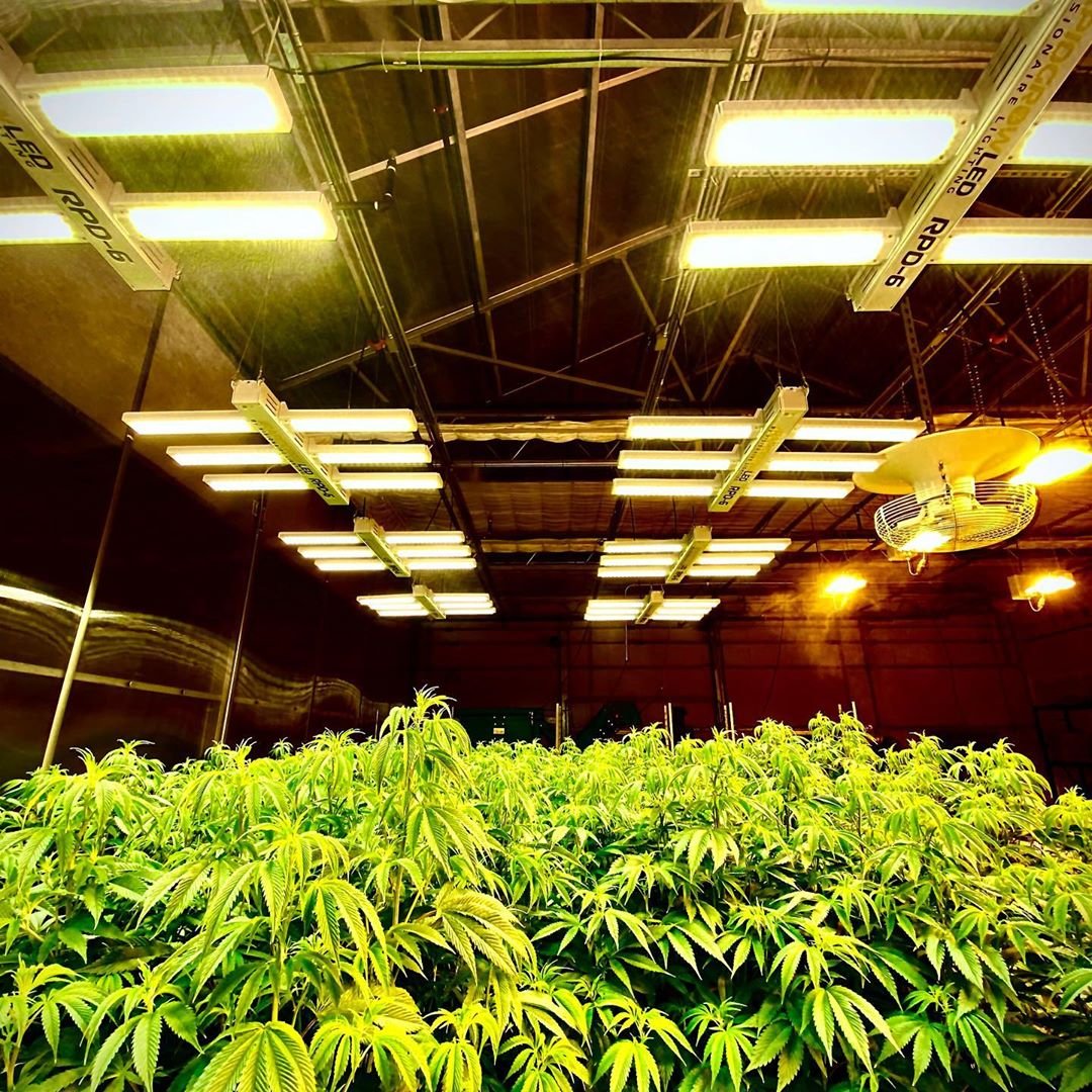 Medical/mushroom growing agricultural greenhouses Hemp Automatic blackout greenhouse with hydroponics system for sale