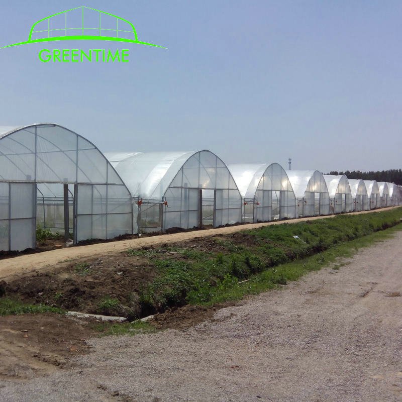 commercial tomato greenhouse poly tunnel film green house agriculture