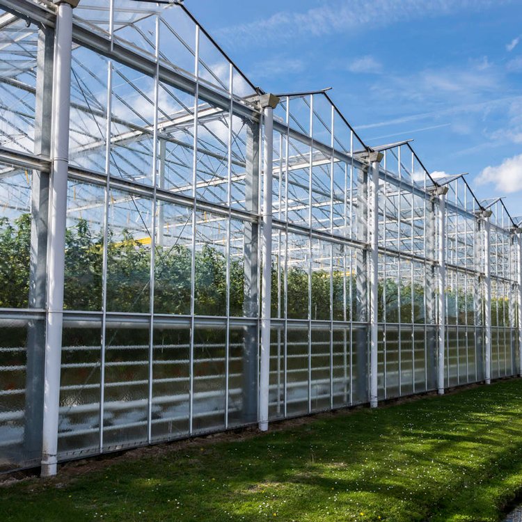 Venlo Commercial Automated Plant Hydroponics Tempered Glass Greenhouse Multi-span Agricultural Greenhouses For Sale