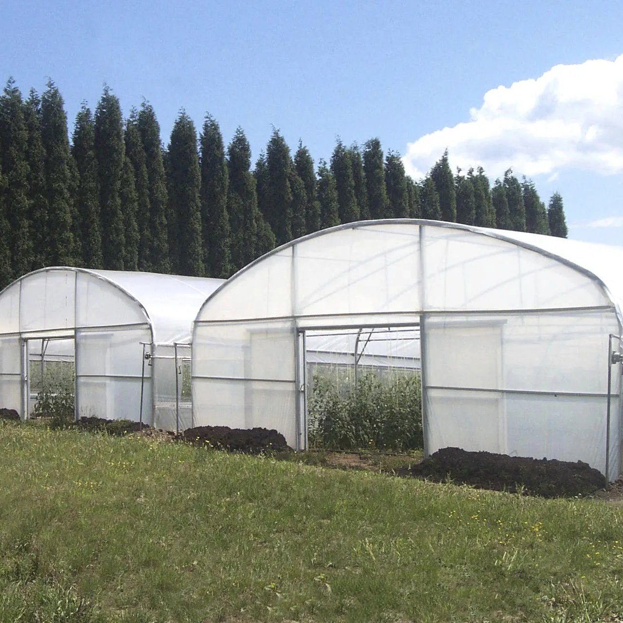 Baolida Low cost agricultural greenhouse tunnel single layer agricultural greenhouse with rolling benches