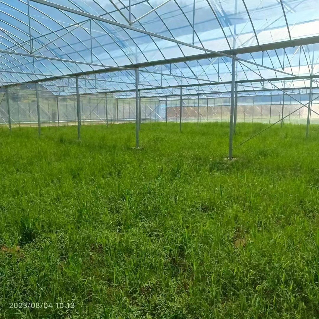 Commercial High Tunnel Greenhouse Flower Growing Large PVC LDPE Steel Low Cost Single Double Agricultural Greenhouse