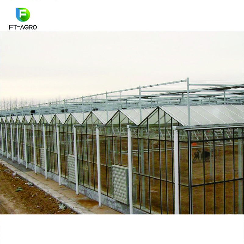 50m*10m Venlo Type Glass Greenhouse for vegetables fruits and flowers with complete systems