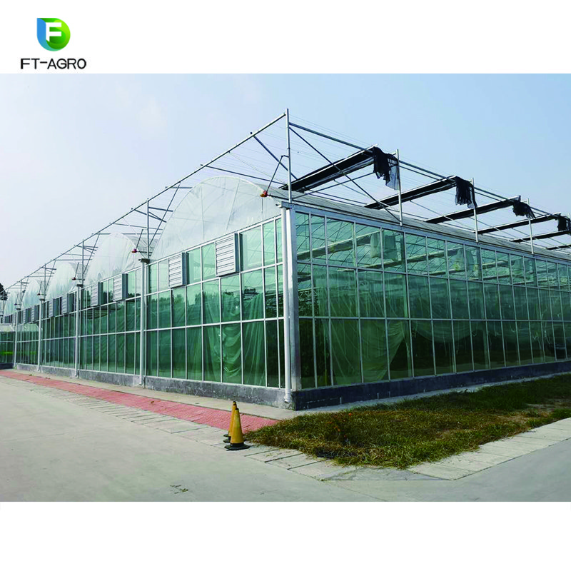 50m*10m Venlo Type Glass Greenhouse for vegetables fruits and flowers with complete systems