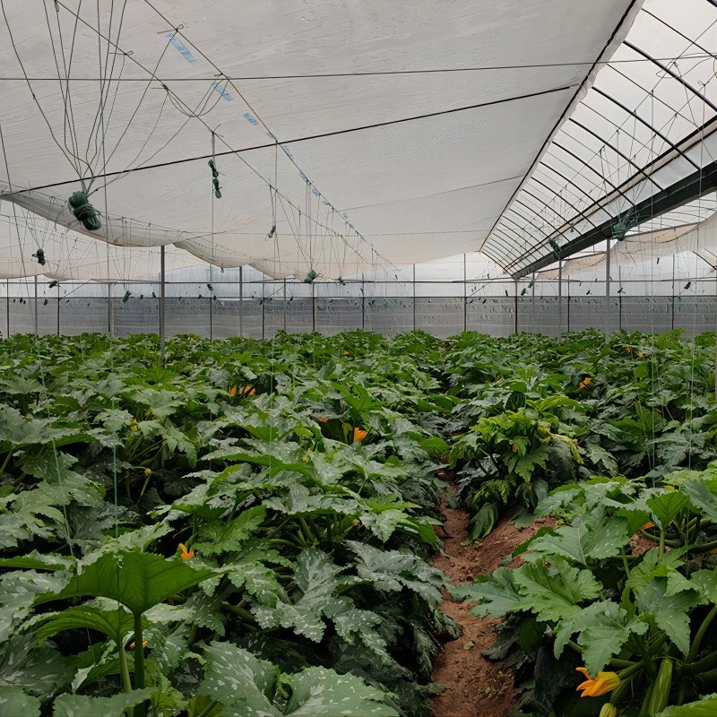 High Quality Cheap Small Plastic Greenhouses for Nursery China National Standard Agricultural Greenhouses for Sale