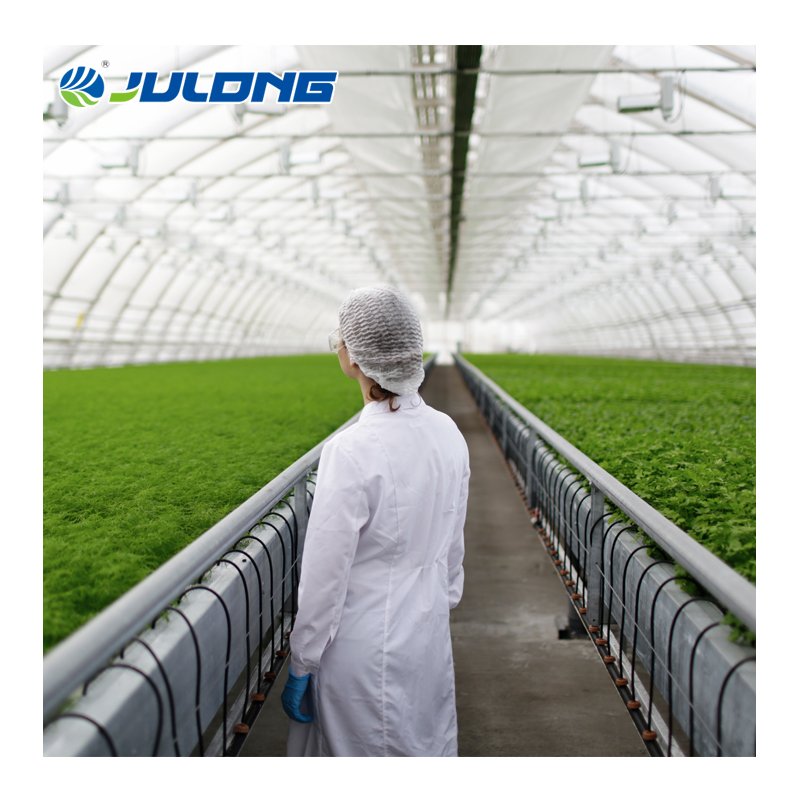 Agriculture Greenhouse Hydroponics System Vertical Farming Single-span Greenhouse Vegetable