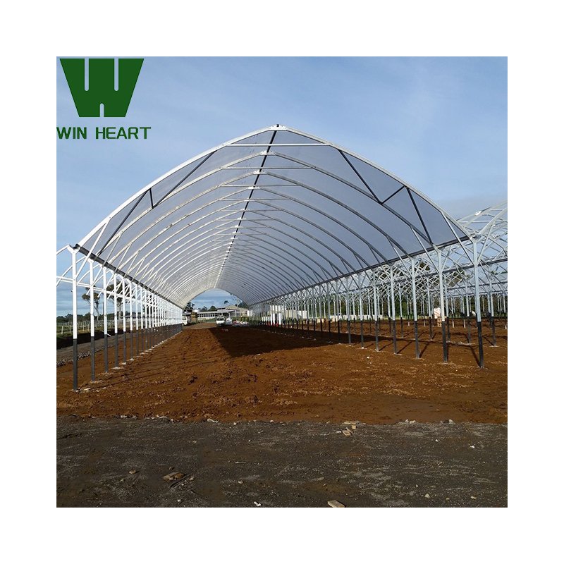 In Stock Low Cost Multi-span Polytunnel Agricultural Tomato Greenhouse for Vegetables
