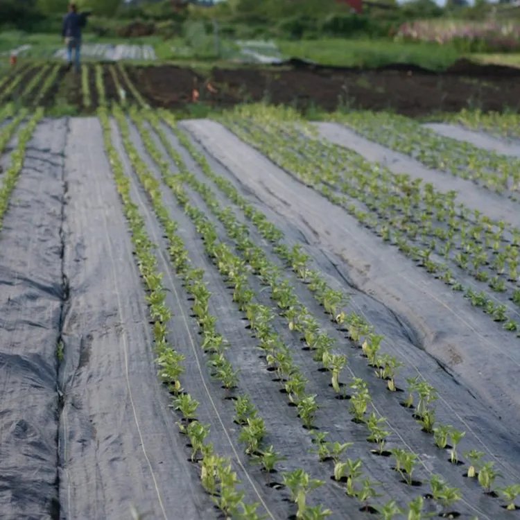 Agricultural anti grass ground cover fabric agricultural greenhouse covering Weed block cloth weed mat