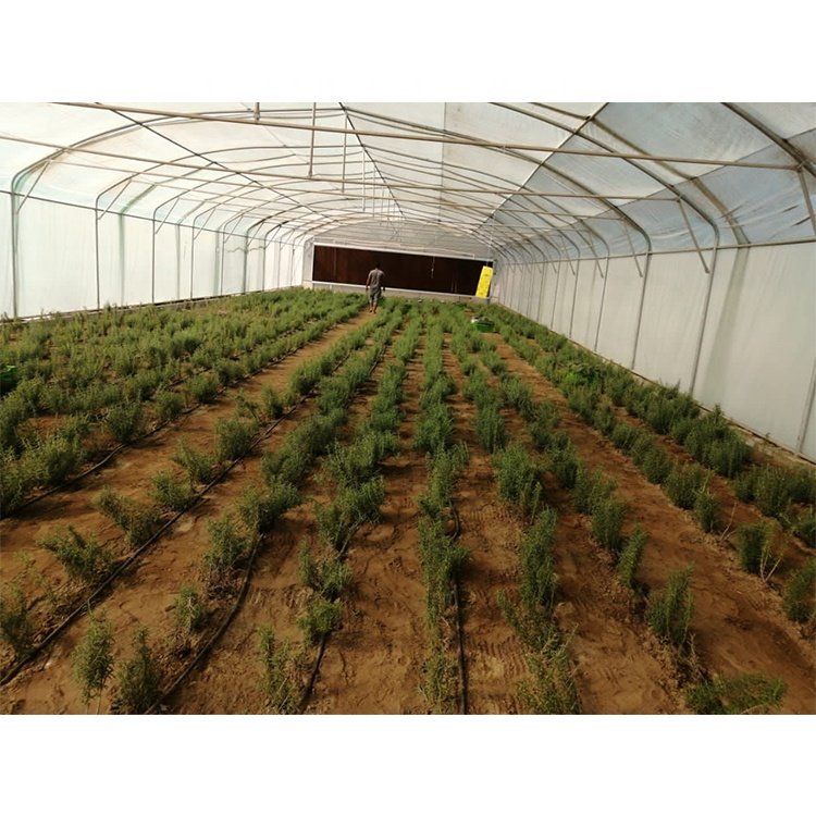 Agricultural Greenhouses Customized Multi Tunnel Roof Vent Greenhouse
