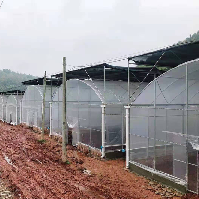 Large Simple Structure Tunnel Covered with PE Film Greenhouse