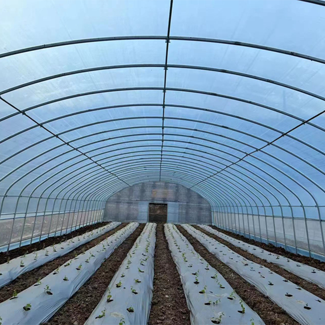Large Simple Structure Tunnel Covered with PE Film Greenhouse