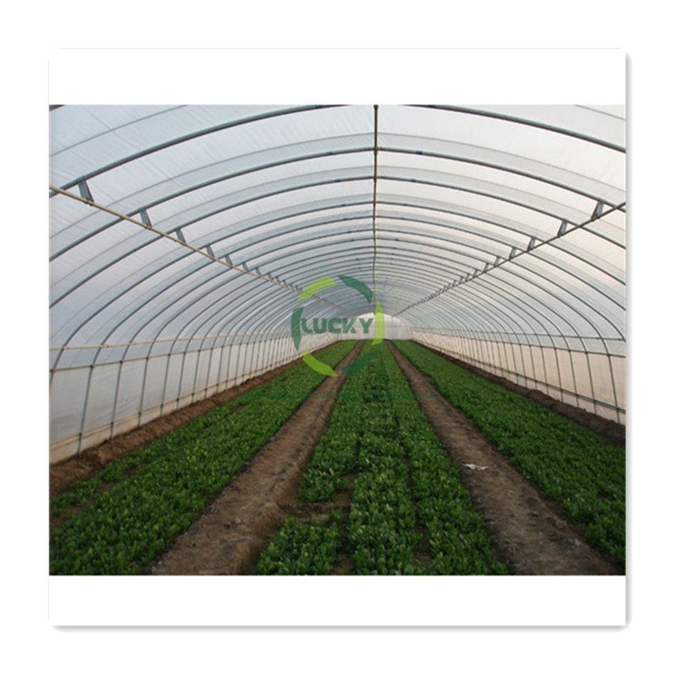 Agricultural Protect Insect Proof Mesh Sales Wholesale Price Commercial Greenhouse With 32Mm Single Span Greenhouse