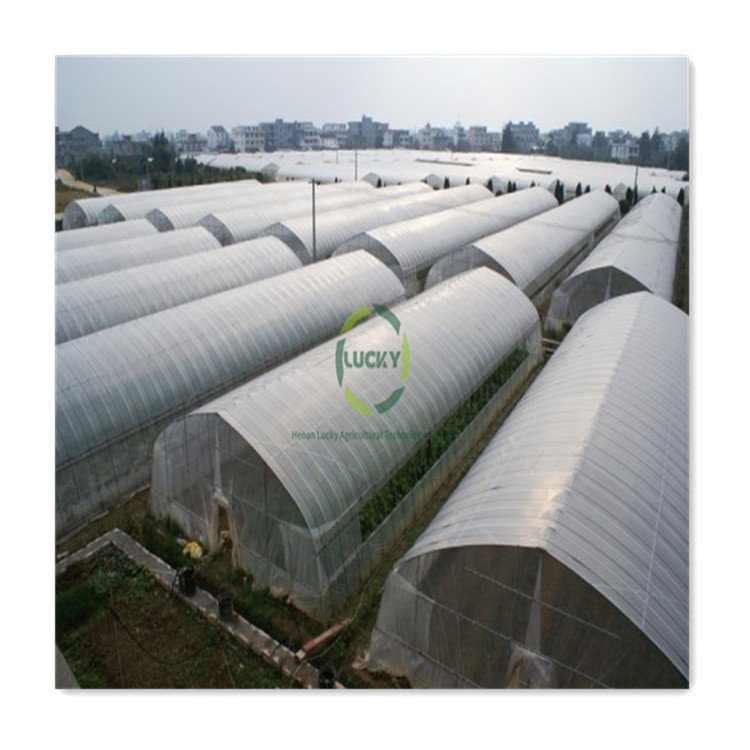 Agricultural Protect Insect Proof Mesh Sales Wholesale Price Commercial Greenhouse With 32Mm Single Span Greenhouse
