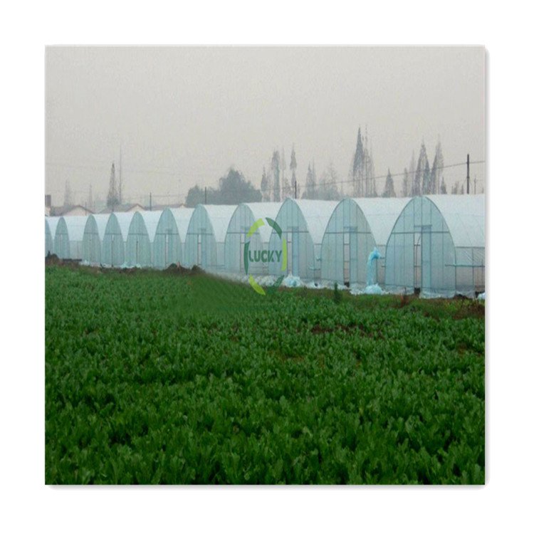 Agricultural Protect Insect Proof Mesh Sales Wholesale Price Commercial Greenhouse With 32Mm Single Span Greenhouse