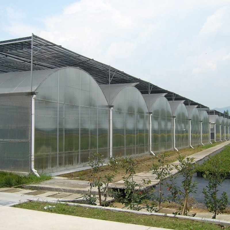Multi Span Agricultural Greenhouse with Large Type Galvanized Steel Frame
