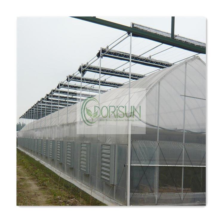 Automated Steel Farming Large Walk In Nursery Multi-Span Strawberry Greenhouses For Agriculture