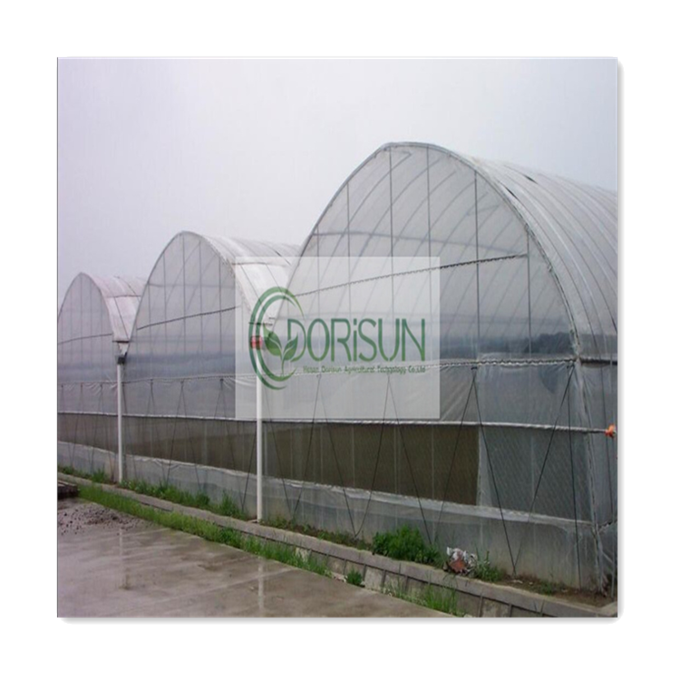 Automated Steel Farming Large Walk In Nursery Multi-Span Strawberry Greenhouses For Agriculture