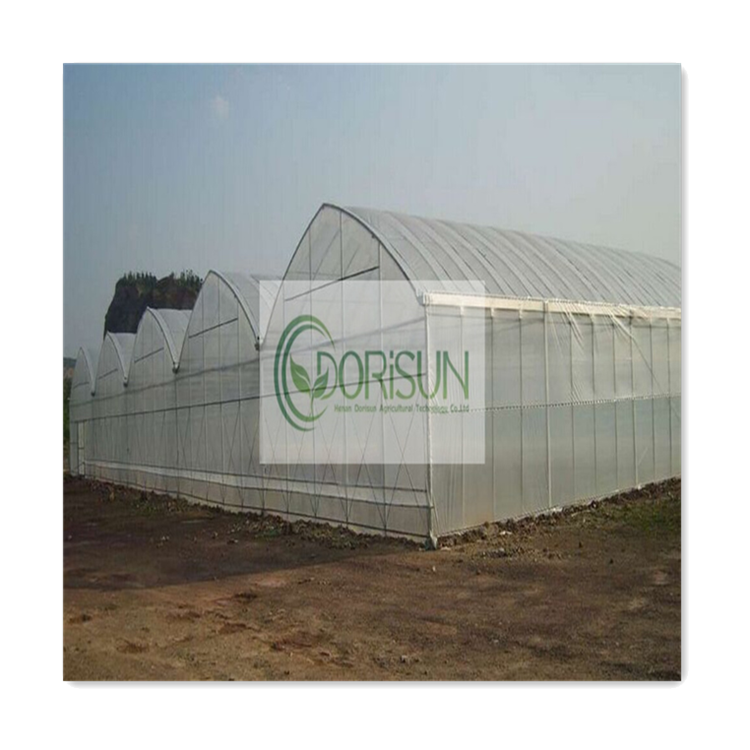 Automated Steel Farming Large Walk In Nursery Multi-Span Strawberry Greenhouses For Agriculture