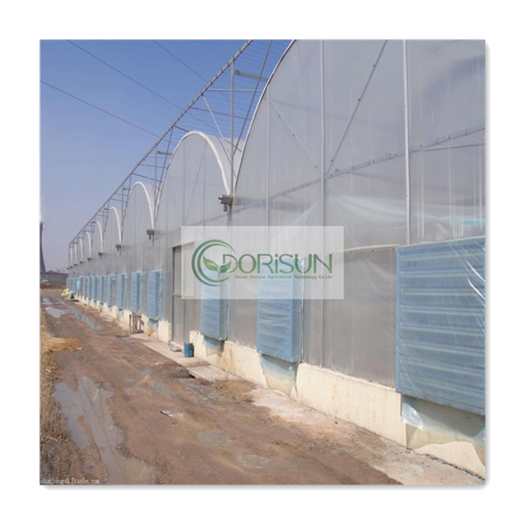 Automated Steel Farming Large Walk In Nursery Multi-Span Strawberry Greenhouses For Agriculture