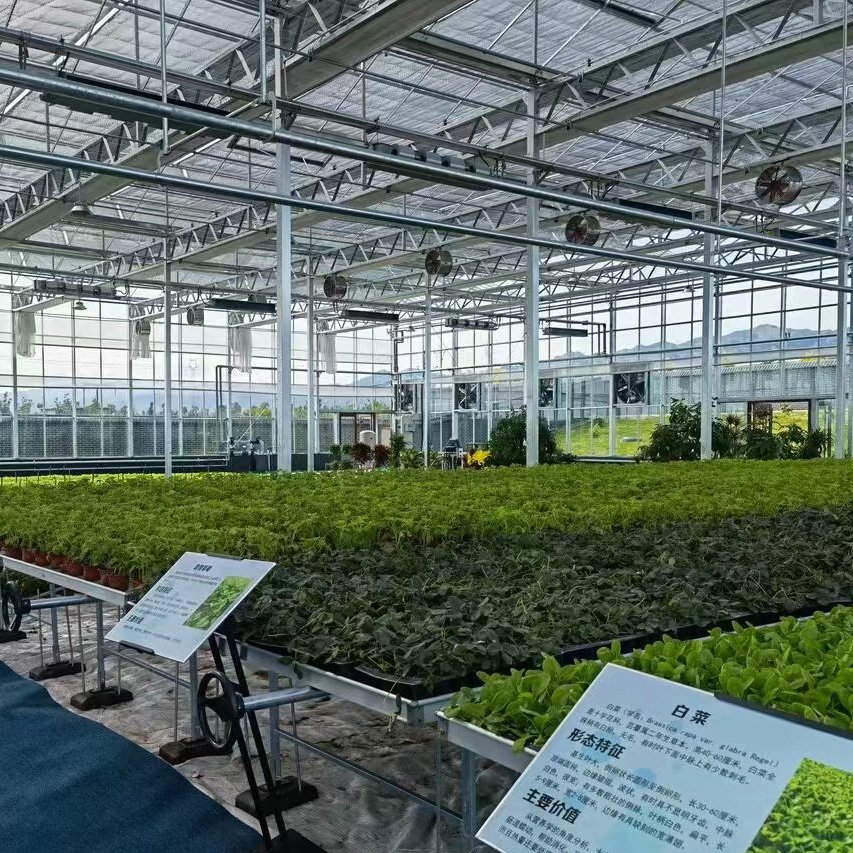 Agriculture Greenhouse For Planting Lettuce Hydroponic Growing Systems Smart Glass Greenhouses