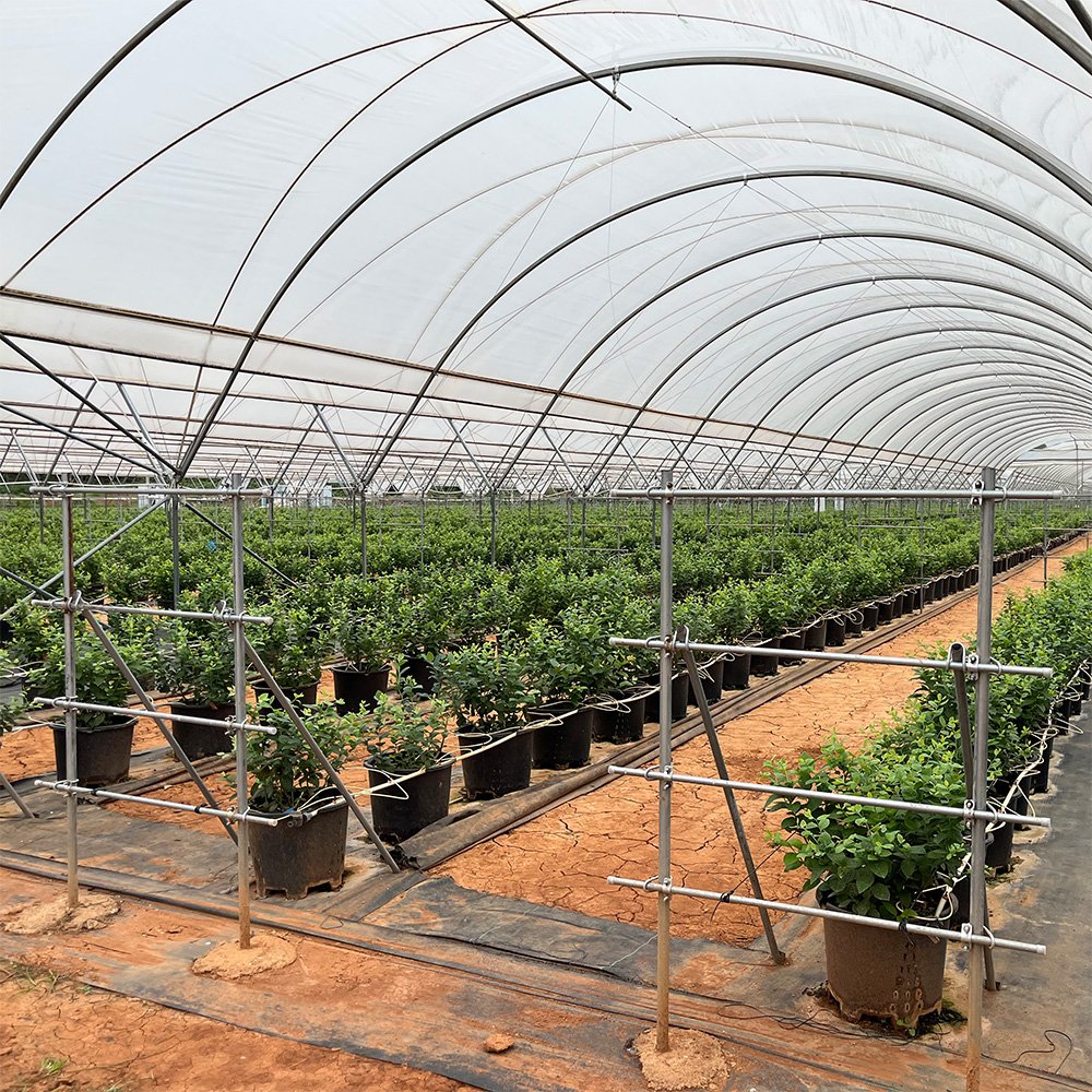 Steel Frame Blueberry Greenhouse with Galvanized Pipe Support Structure