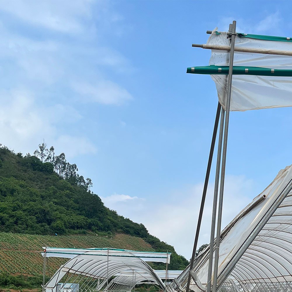 Steel Frame Blueberry Greenhouse with Galvanized Pipe Support Structure