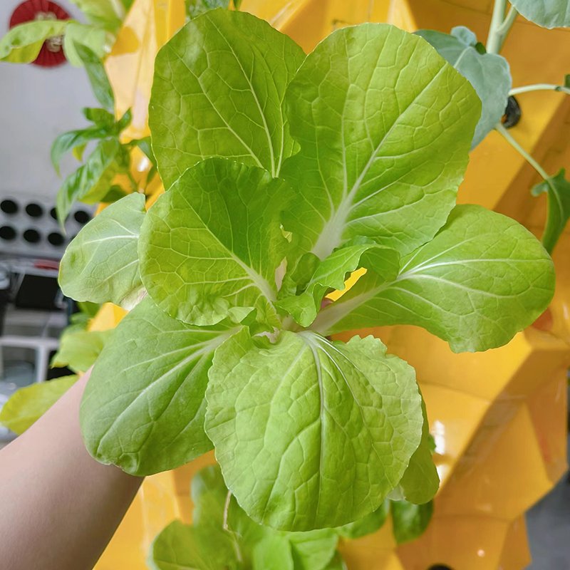 greenhouse pineapple Aeroponic growing towers hydroponics vertical garden systems