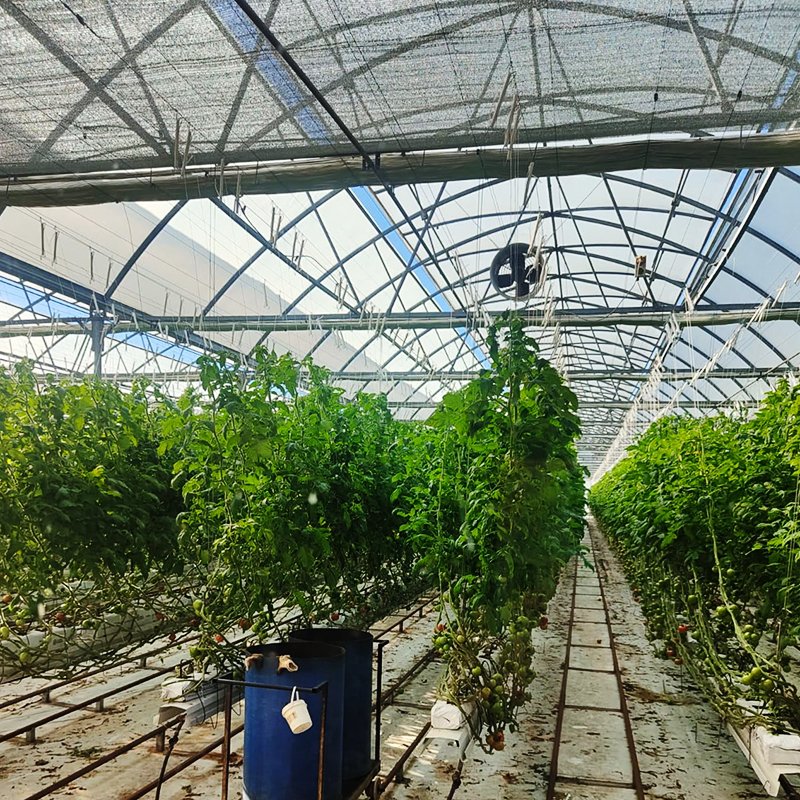High Quality Agricultural Tunnel Arch Greenhouse Multi-Span Polycarbonate Greenhouse With Hydroponics System