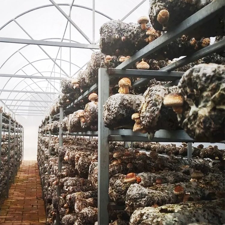 Tunnel low cost Agricultural Mushroom Greenhouse Grow Room With Light Deprivation Blackout Equipment