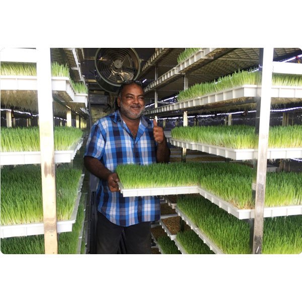Lyine Agricultural Greenhouses Vertical Farming Hydroponic Shipping Container Farm Fodder Growing System For Animal Feeds