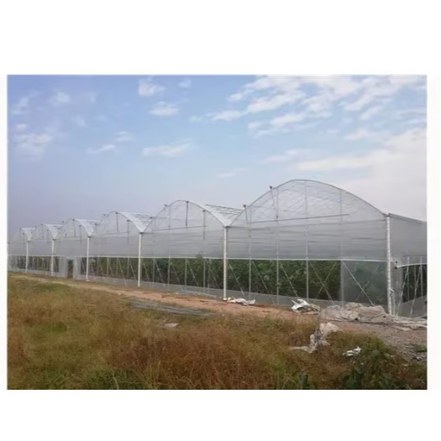 High Quality Agricultural Single-Layer Tunnel Greenhouse Large Square Tube Plastic Film Material Greenhouse Plant Usage Glass