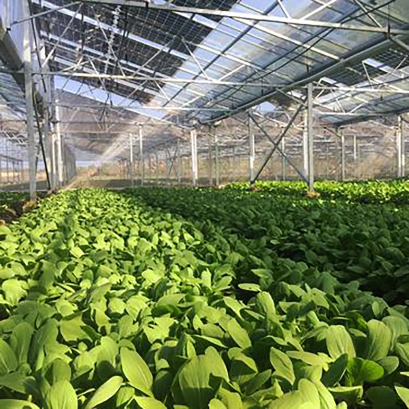 Aluminium Hydroponic Grow Systems for Gardens Agricultural Greenhouses