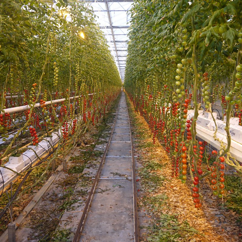 Aluminium Hydroponic Grow Systems for Gardens Agricultural Greenhouses