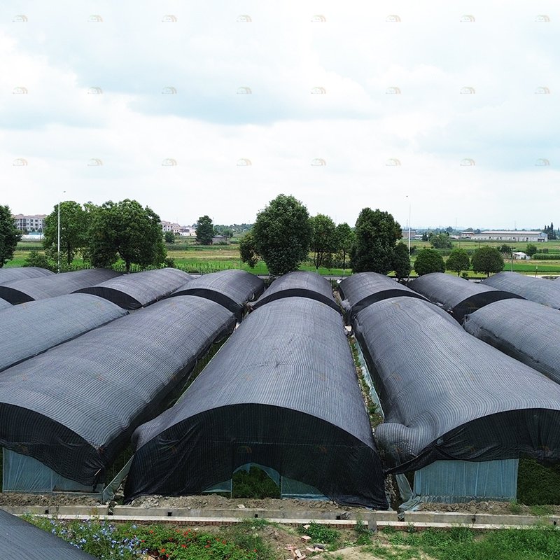 Mushroom growing side ventilation system light deprivation greenhouse black plastic film agriculture mushroom greenhouse