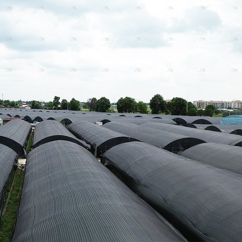 Mushroom growing side ventilation system light deprivation greenhouse black plastic film agriculture mushroom greenhouse