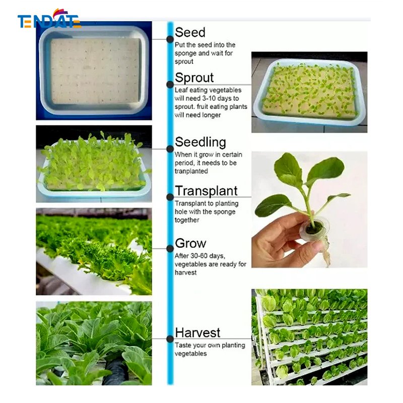 DWC Hydroponic Greenhouse Vertical Grow Rack with Adjustable Layers for Indoor Grow System