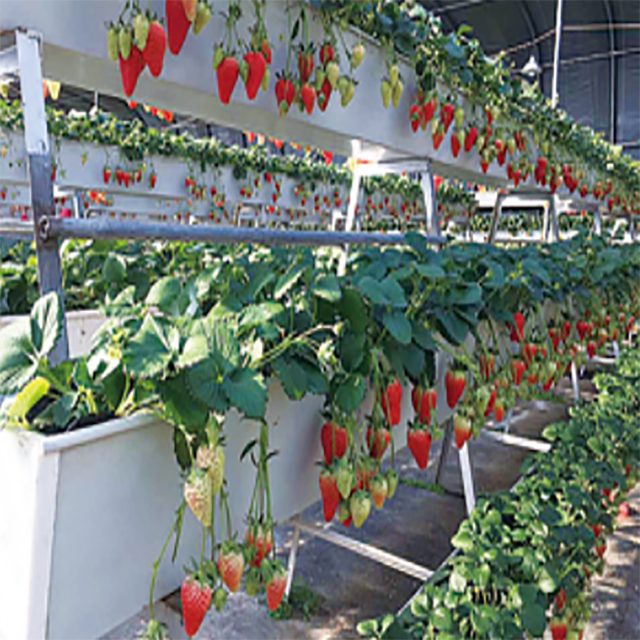 Agricultural Glass Greenhouses For Strawberry