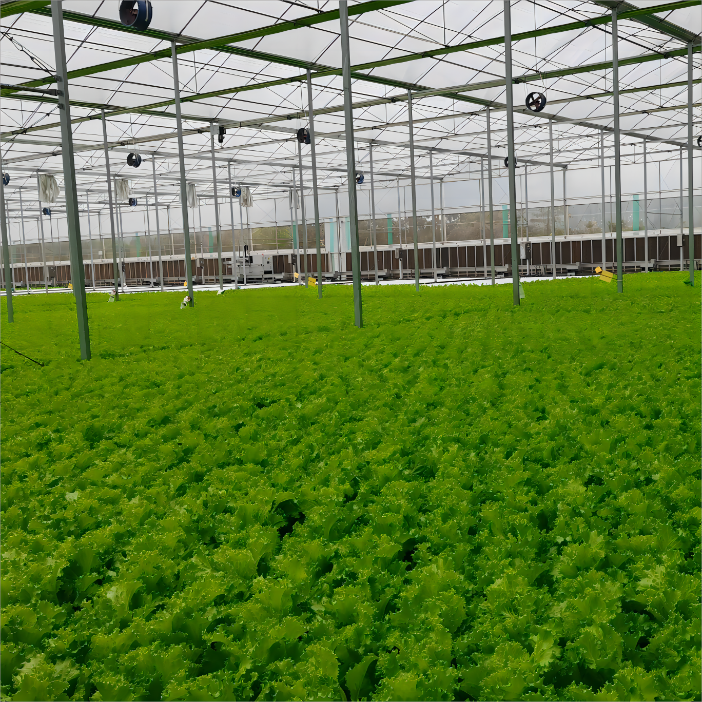Modern agricultural glass greenhouse kit with hydroponic system cooling system Irrigation system for vegetable fruit flower