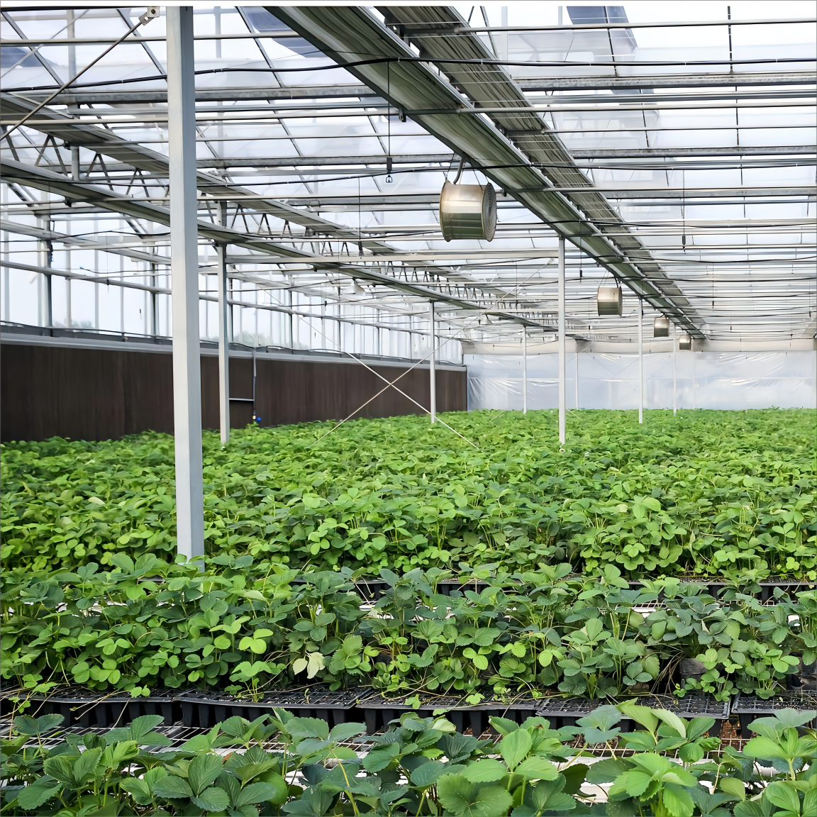Modern agricultural glass greenhouse kit with hydroponic system cooling system Irrigation system for vegetable fruit flower