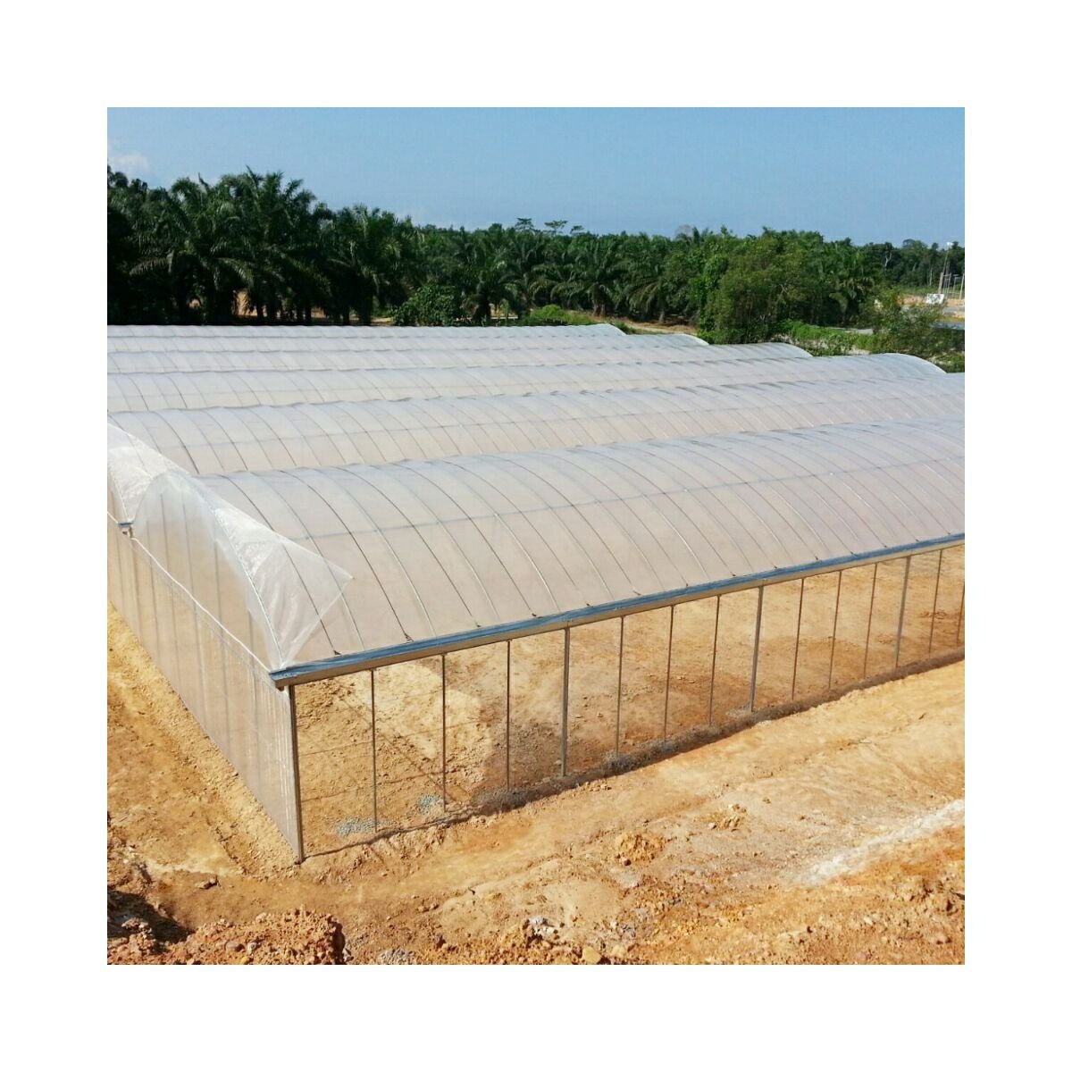 Hot Dip Galvanized Multi-span greenhouse poly film agricultural greenhouse with sides ventilation for vegetables