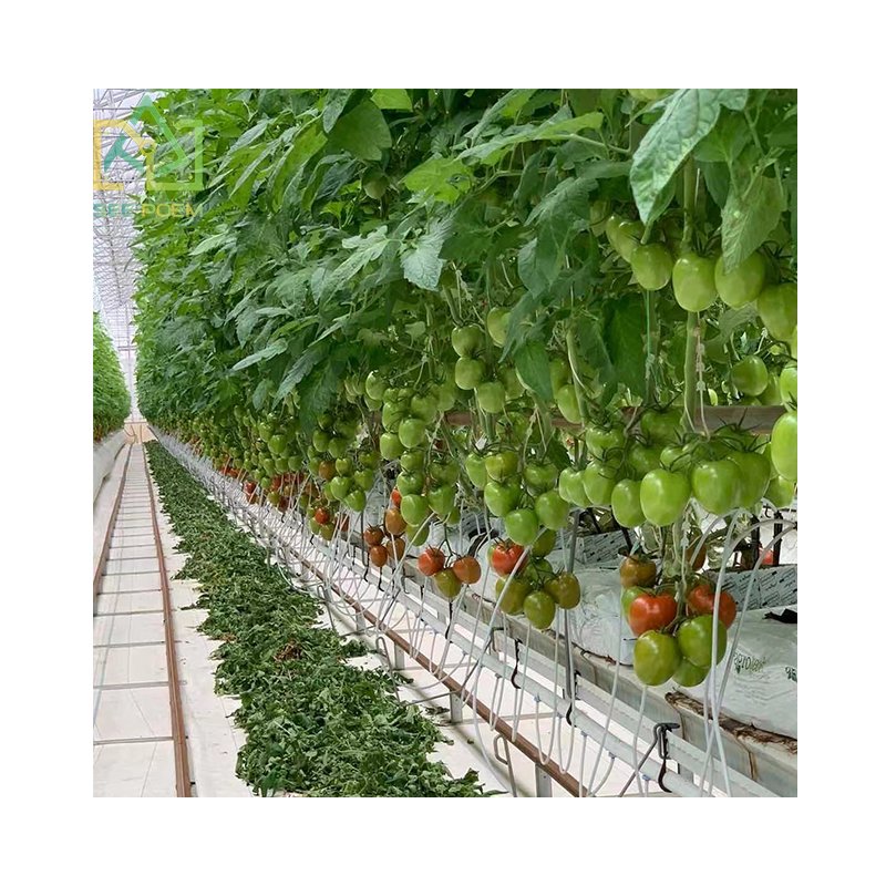 Seepoem Vertical Growing Facilities Equipment Agricultural Hydroponics Multi-span Polycarbonate Greenhouse for Strawberry