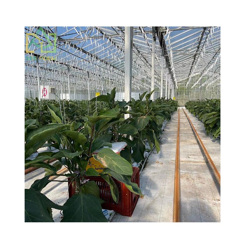 Seepoem Vertical Growing Facilities Equipment Agricultural Hydroponics Multi-span Polycarbonate Greenhouse for Strawberry