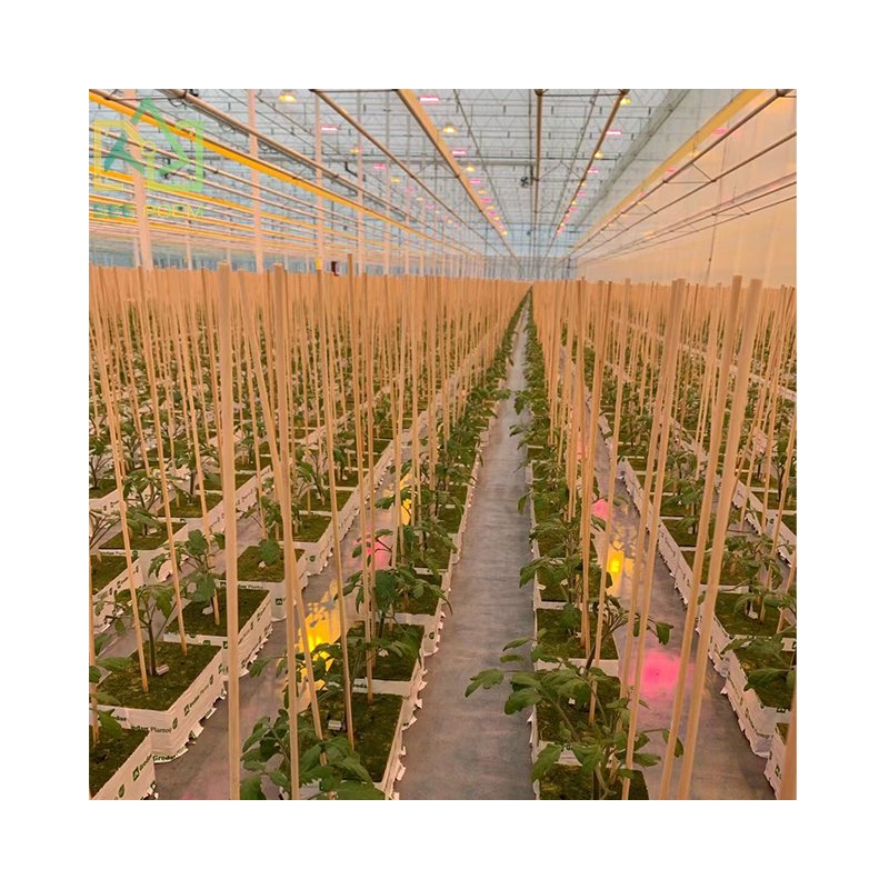Seepoem Vertical Growing Facilities Equipment Agricultural Hydroponics Multi-span Polycarbonate Greenhouse for Strawberry