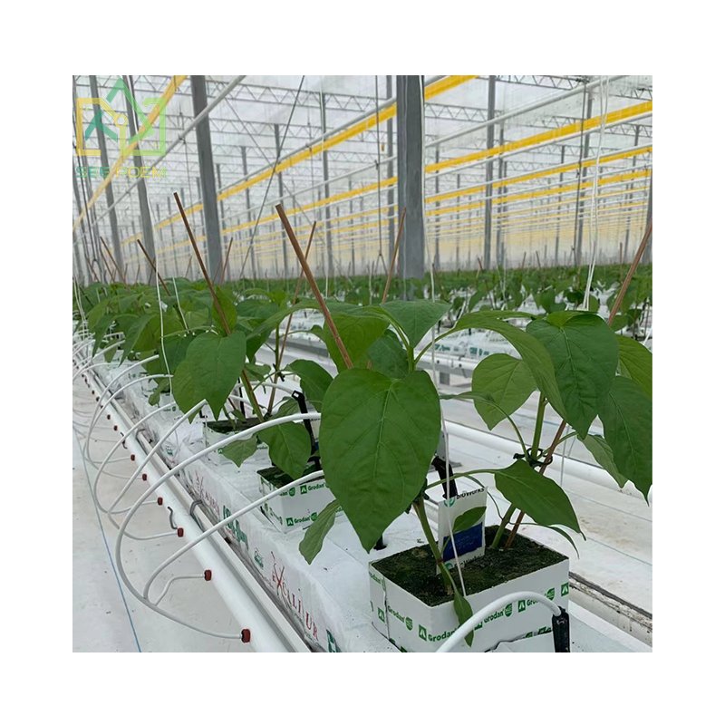 Seepoem Vertical Growing Facilities Equipment Agricultural Hydroponics Multi-span Polycarbonate Greenhouse for Strawberry