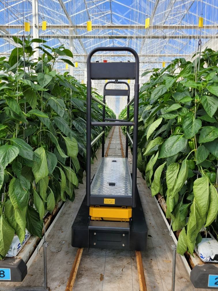 Agriculture tomato cucumber greenhouse automatic harvest equipment pipe rail trolley scissor lift platform leaf picking cart