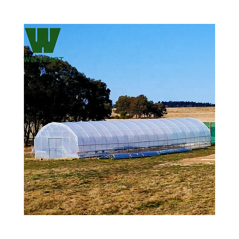 Outdoor Winter Single Tunnel Greenhouses for Vegetables growing